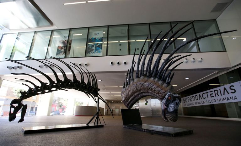 حفرية ديناصور برقبة ذات قرون مدببة