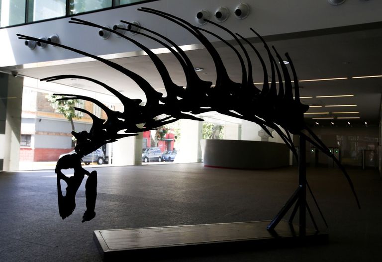 حفرية ديناصور برقبة ذات قرون مدببة