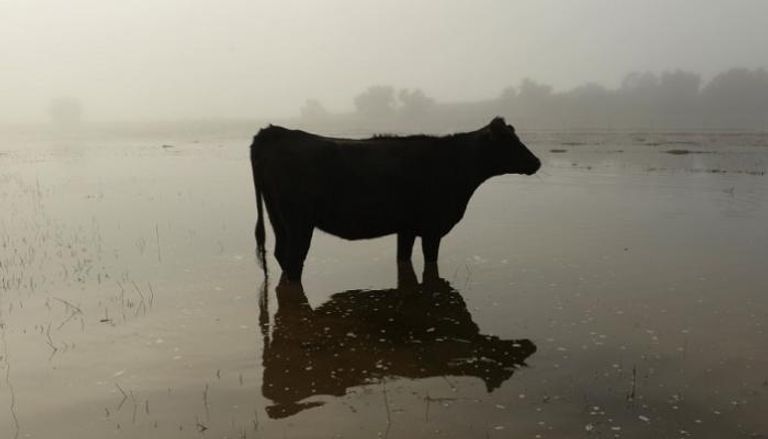 فيضانات أستراليا تهدد بنفوق مئات الآلاف من الماشية - أرشيفية