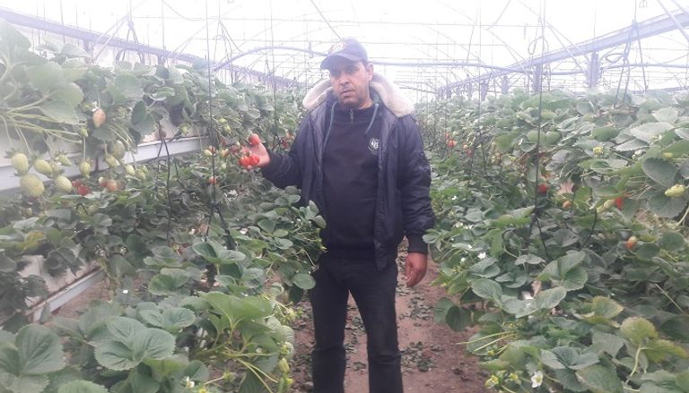 الذهب الأحمر في قطاع غزة يتحدى الحصار