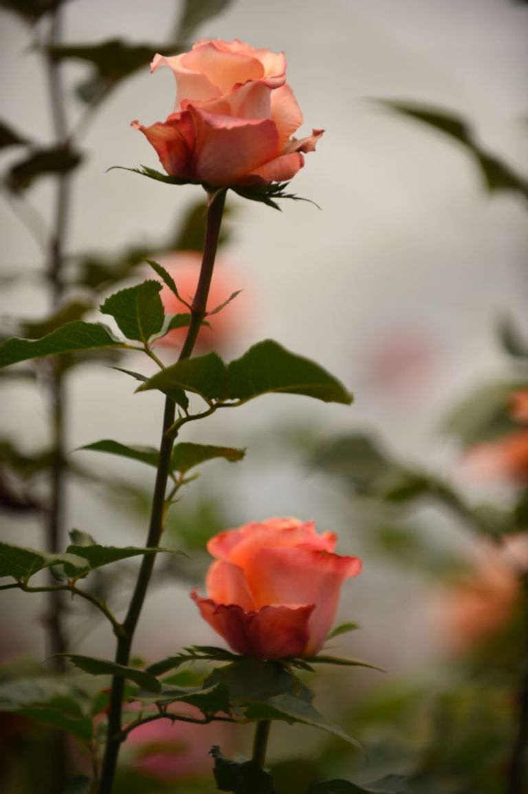 عيد الحب يمثّل أسبوع الموضة لأزهار الإكوادور