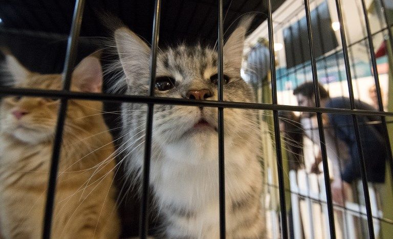 شعار شركة بايدو أكبر محرك بحث في الصين