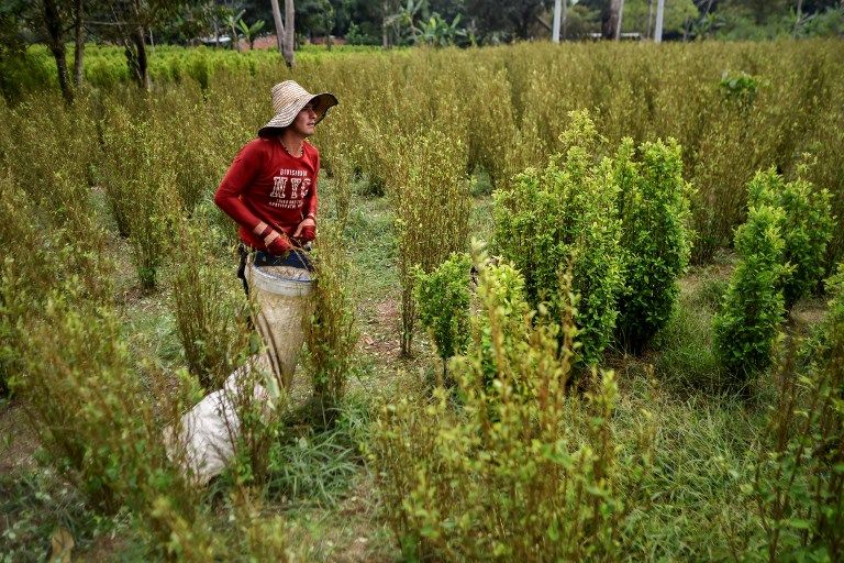 مهاجرون فنزويليون يشقون في حقول الكوكا الكولومبية