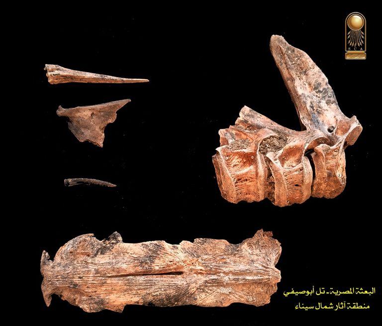 اكتشاف ورشة أثرية لبناء وإصلاح السفن بشمال سيناء في مصر