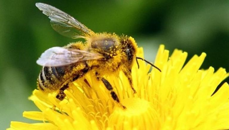 النحل يمكنه إجراء عمليات حسابية 