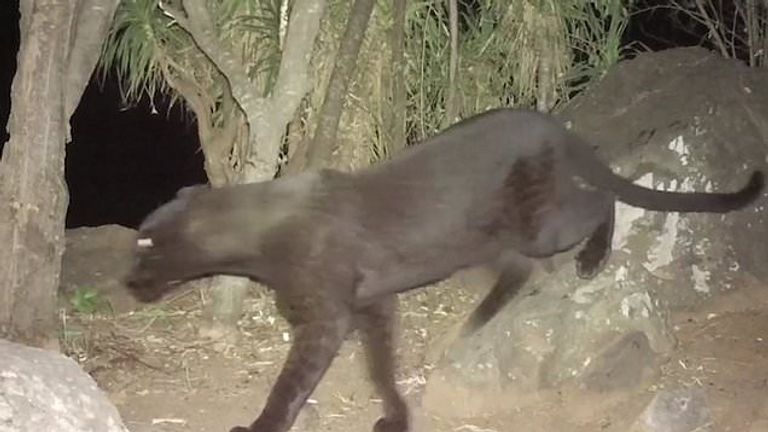 الفهد الأسود النادر في كينيا