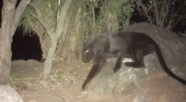 الفهد الأسود النادر في كينيا