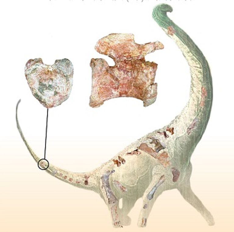 حفرية الديناصور