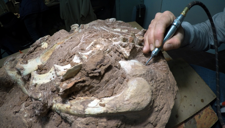 حفرية ترصد مسار أصغر ديناصور معروف في العالم