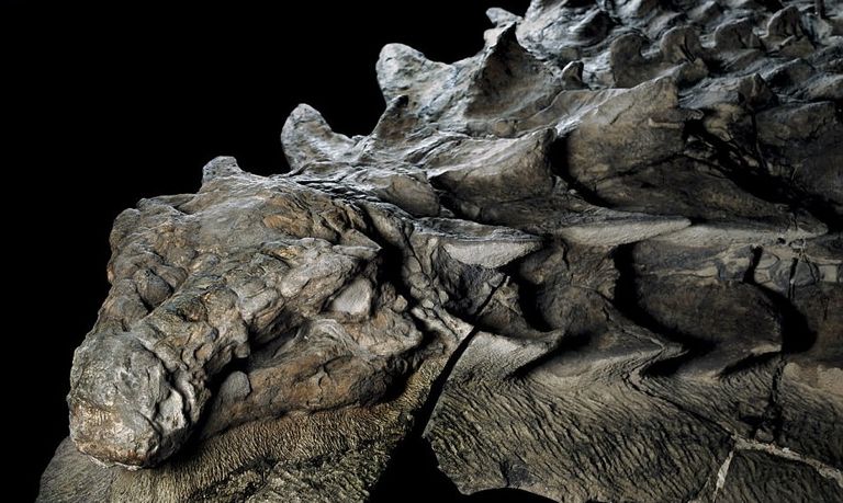 حفرية ترصد مسار أصغر ديناصور معروف في العالم