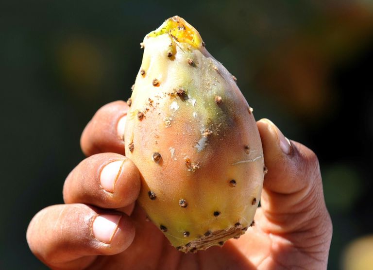 التين الشوكي يعيد الأمل والازدهار لسكان بلدة جزائرية