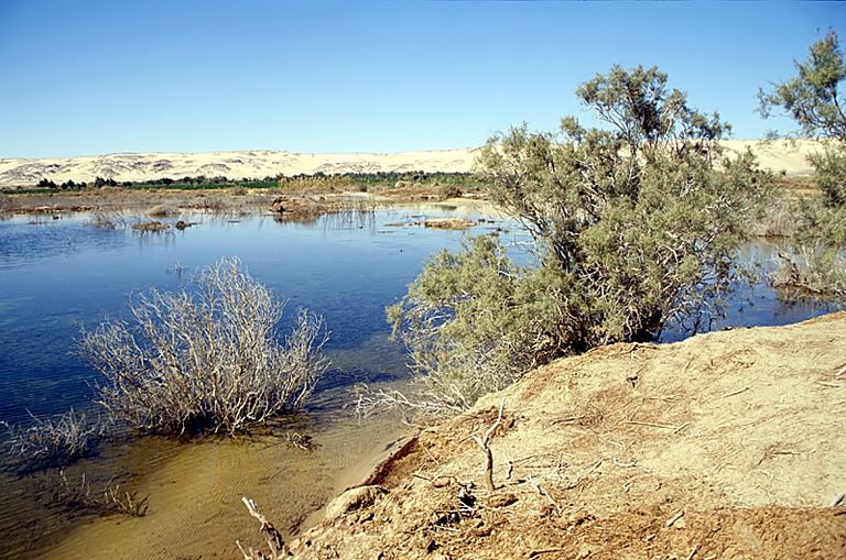 الواحات البحرية المصرية تجسد سحر الطبيعة 