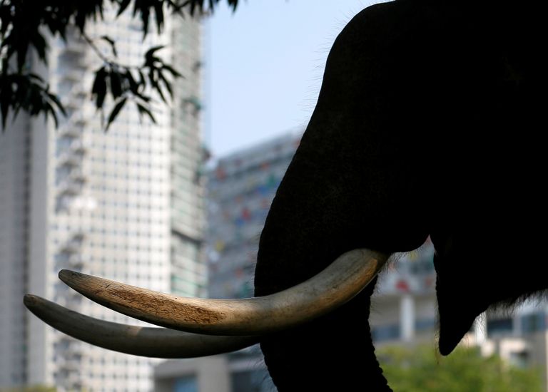 أفيال متلألئة تثير إعجاب السياح خلال مهرجان في سريلانكا