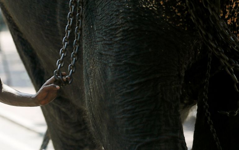 أفيال متلألئة تثير إعجاب السياح خلال مهرجان في سريلانكا