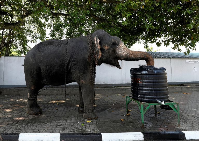 أفيال متلألئة تثير إعجاب السياح خلال مهرجان في سريلانكا