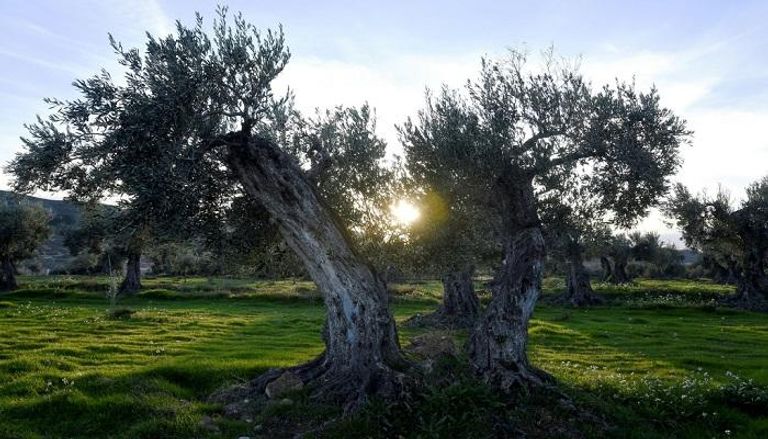 رعاية أشجار الزيتون تعيد الحياة إلى قرية إسبانية كادت تخلو من سكانها