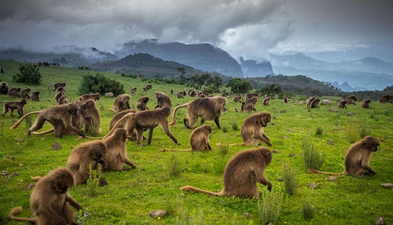 منتزه جبال "سمين".. قبلة السياح في الشمال الإثيوبي