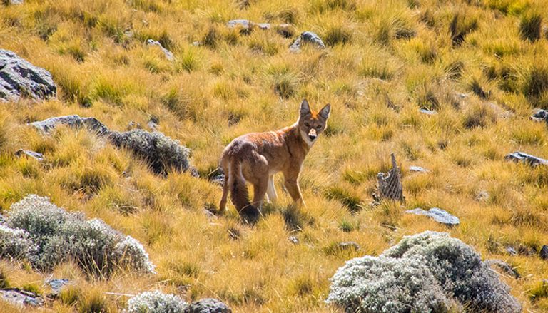 منتزه جبال "سمين".. قبلة السياح في الشمال الإثيوبي