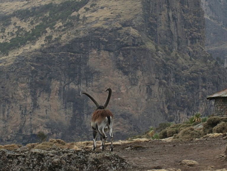 منتزه جبال "سمين".. قبلة السياح في الشمال الإثيوبي