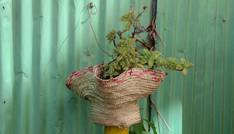 إشتو زودي وسط حديقته