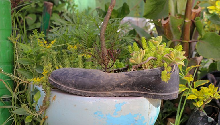 إشتو زودي وسط حديقته