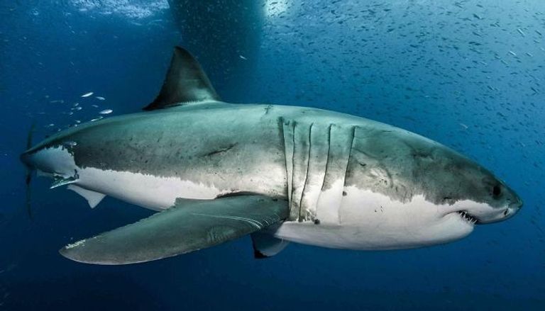 سمكة القرش الأبيض - صورة أرشيفية