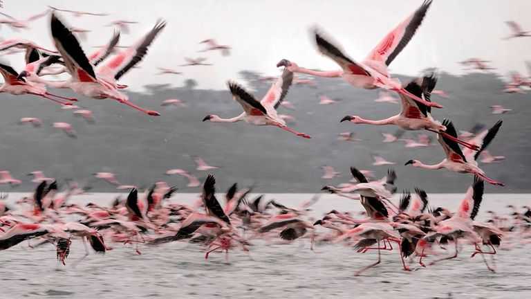 كينيا أجمل بلاد أفريقيا - صورة أرشيفية