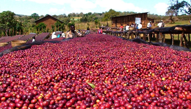 طقوس خاصة لتناول القهوة بإثيوبيا.. السر في التحميص