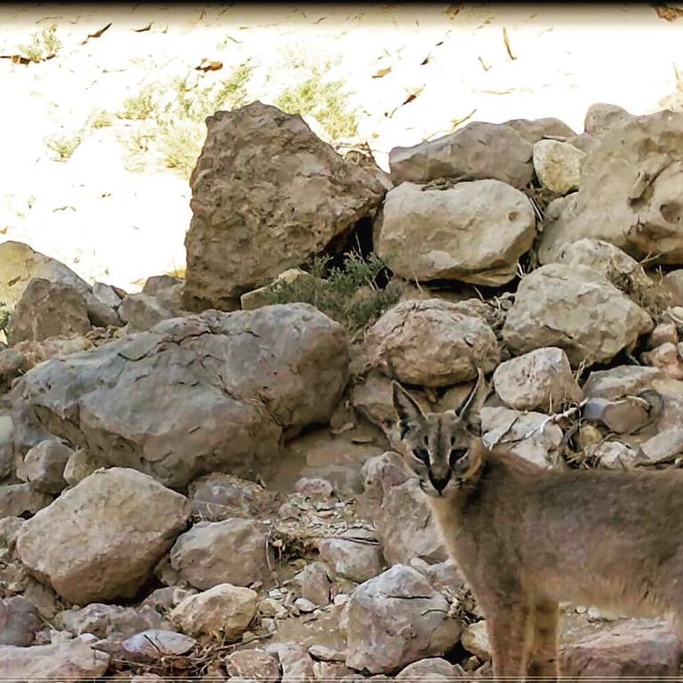 الوشق العربي يظهر في أبوظبي بعد اختفاء 35 عاماً