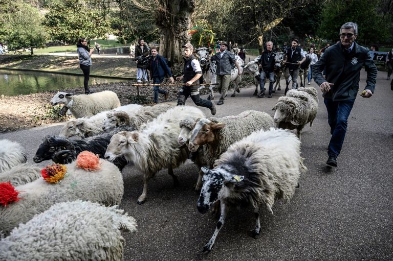 عرض للمواشي ينقل الحياة الريفية لباريس 