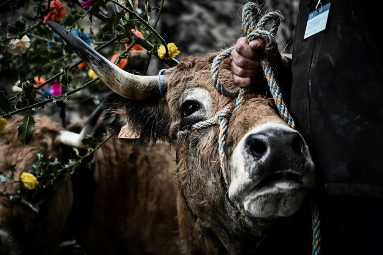 عرض للمواشي ينقل الحياة الريفية لباريس 