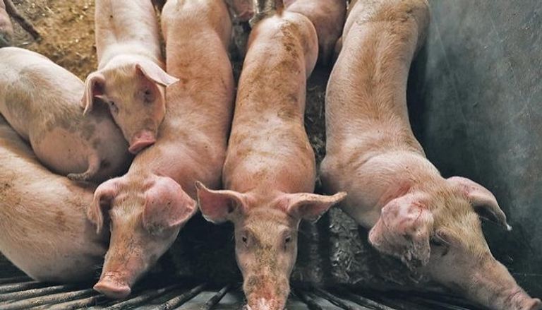 اكتشاف بؤرة جديدة لحمى الخنازير في الصين - أرشيفية