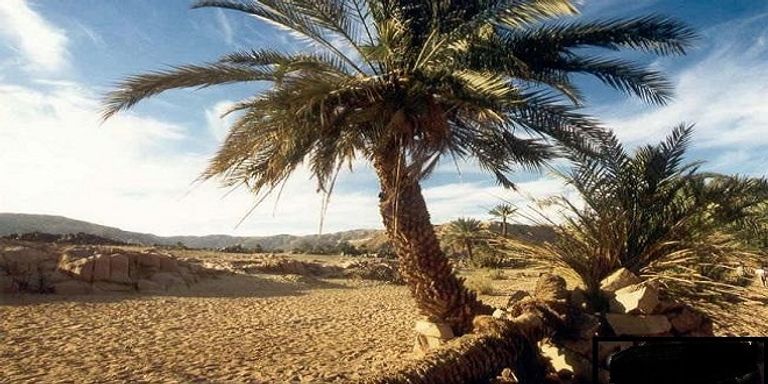 محمية أبو جالوم المصرية