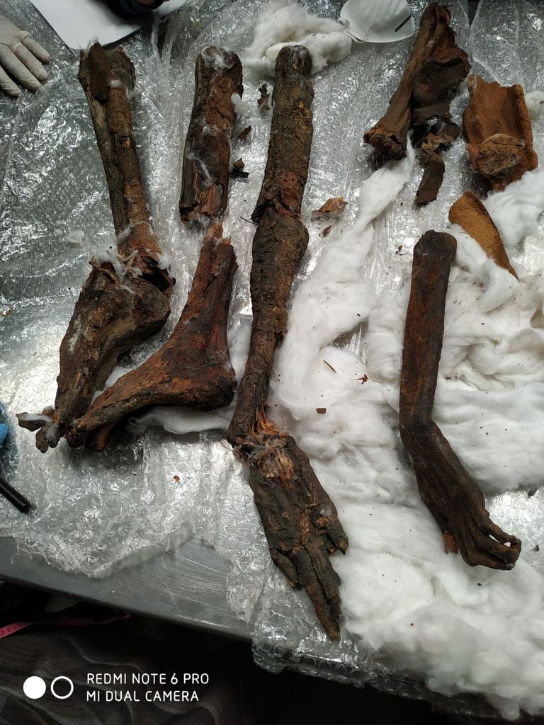 أجزاء المومياوات التي تم ضبطها اللجنة التي تم تشكيلها لفحص أجزاء المومياوات