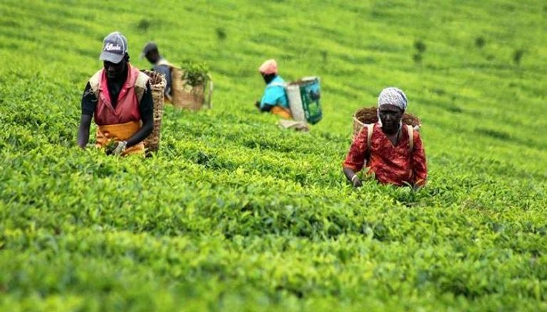 إيران طالبت كينيا بتحديد السعر الشاي عند 3 دولارات