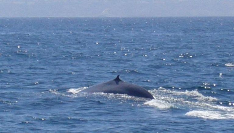 الحيتان الزرقاء تستخدم ذاكرتها للهجرة والبحث عن الطعام