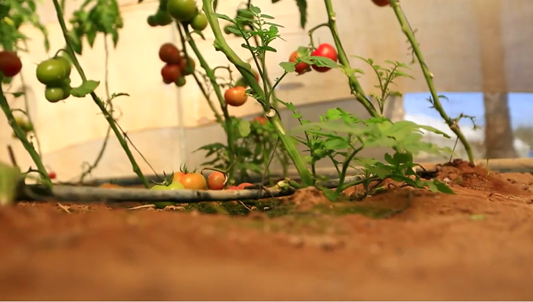 مزارعو غزة يلجأون لتكنولوجيا صديقة للبيئة لخفض التكلفة