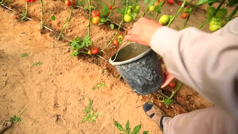 مزارعو غزة يلجأون لتكنولوجيا صديقة للبيئة لخفض التكلفة