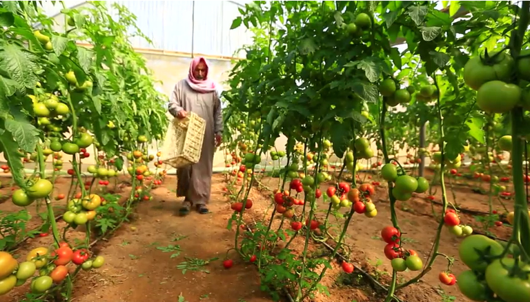مزارعو غزة يلجأون لتكنولوجيا صديقة للبيئة لخفض التكلفة