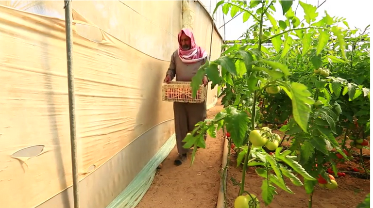 مزارعو غزة يلجأون لتكنولوجيا صديقة للبيئة لخفض التكلفة