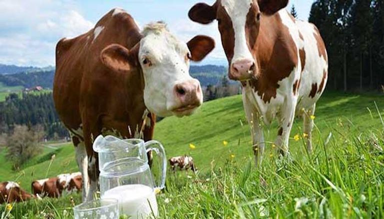 لحوم وحليب الأبقار قد يؤديان للسرطان ‎