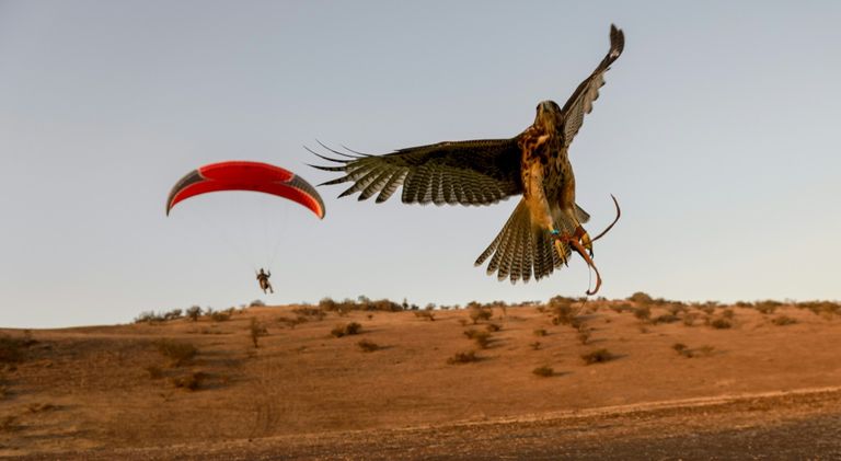 الصقر الحوّام "هوك" مع صاحبه