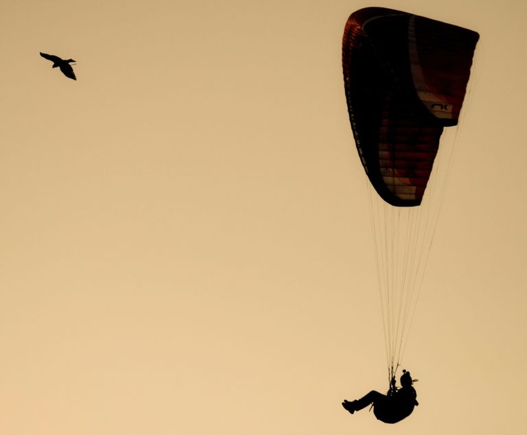 الصقر الحوّام "هوك" مع صاحبه