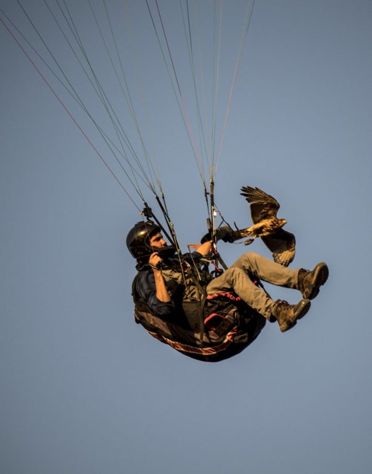 الصقر الحوّام "هوك" مع صاحبه