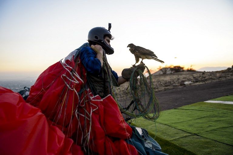 الصقر الحوّام "هوك" مع صاحبه