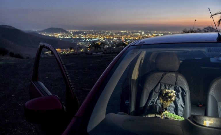 الصقر الحوّام "هوك" مع صاحبه