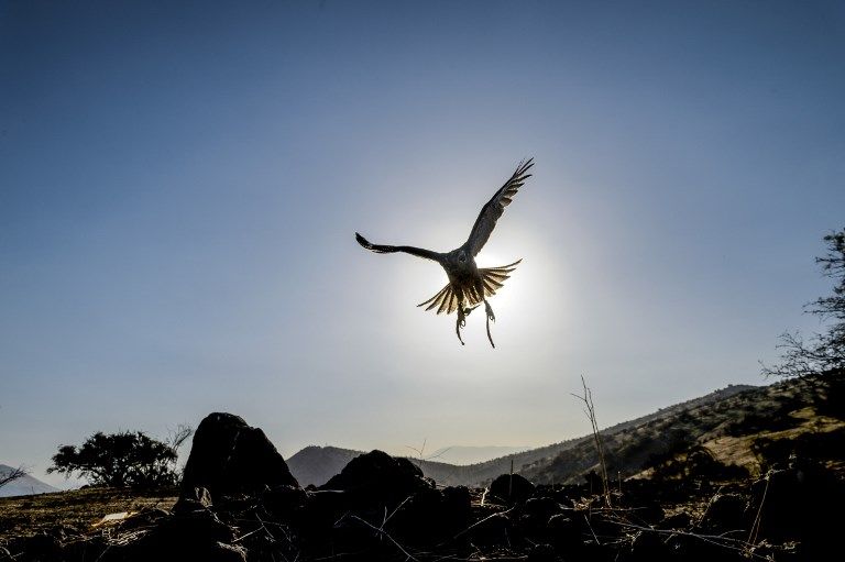 الصقر الحوّام "هوك" مع صاحبه