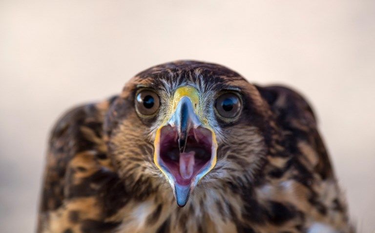 الصقر الحوّام "هوك" مع صاحبه