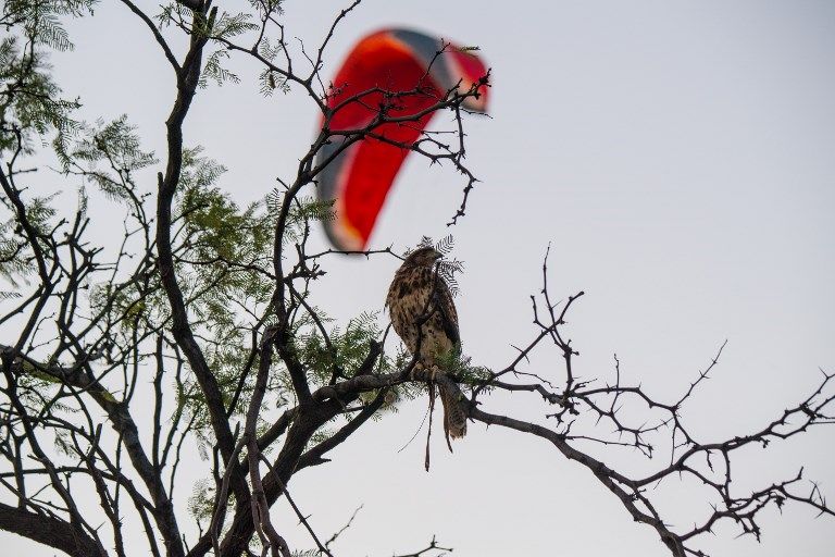 الصقر الحوّام "هوك" مع صاحبه