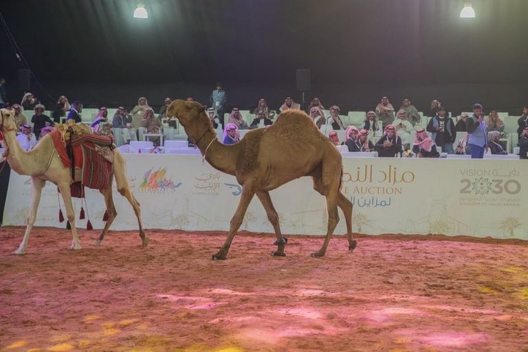 مزاد النخبة في السعودية